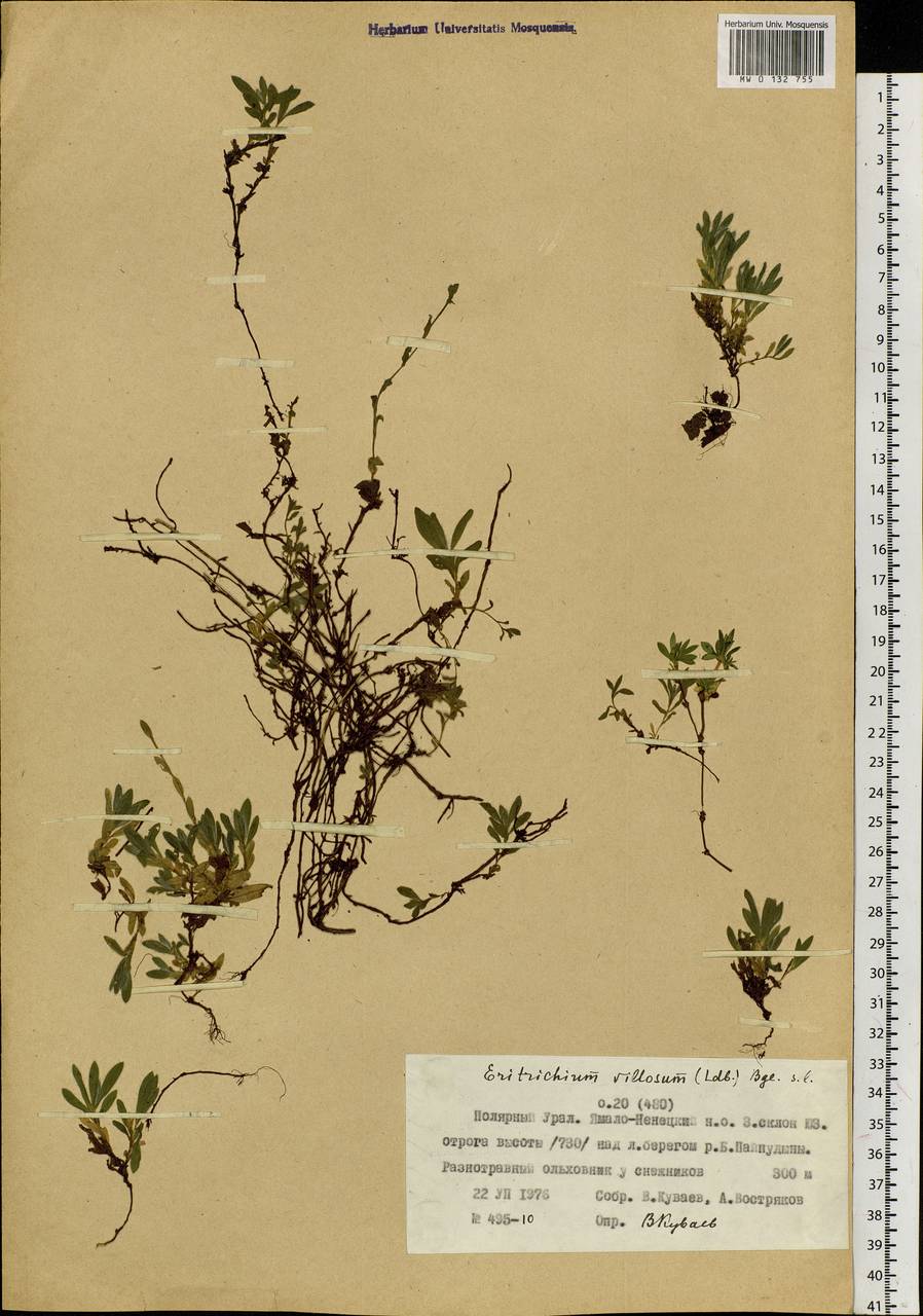 Незабудочник мохнатый (Ledeb.) Bunge, Сибирь, Западная Сибирь (S1) (Россия)
