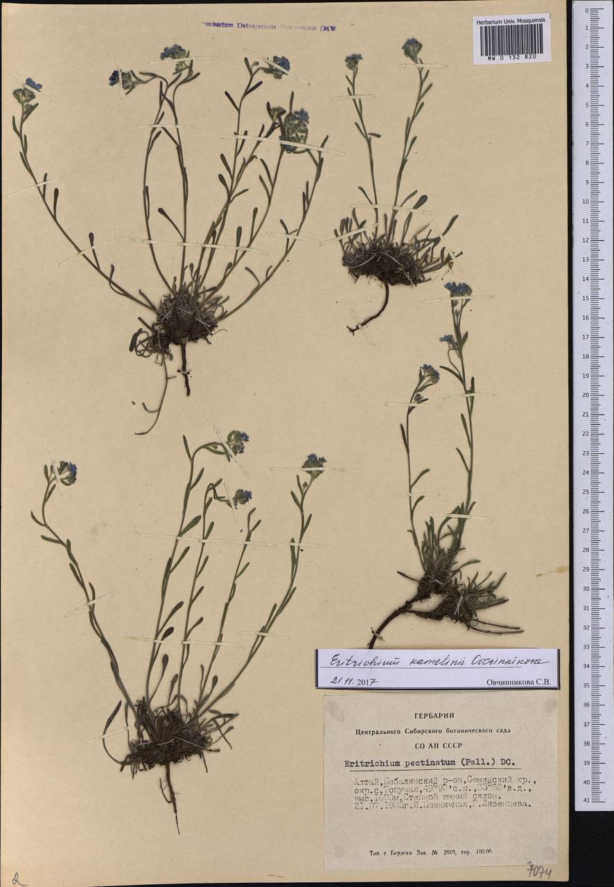 Eritrichium kamelinii Ovczinnikova, Сибирь, Алтай и Саяны (S2) (Россия)