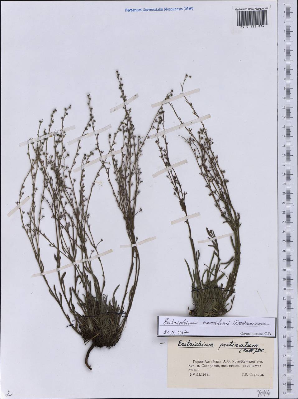 Eritrichium kamelinii Ovczinnikova, Сибирь, Алтай и Саяны (S2) (Россия)