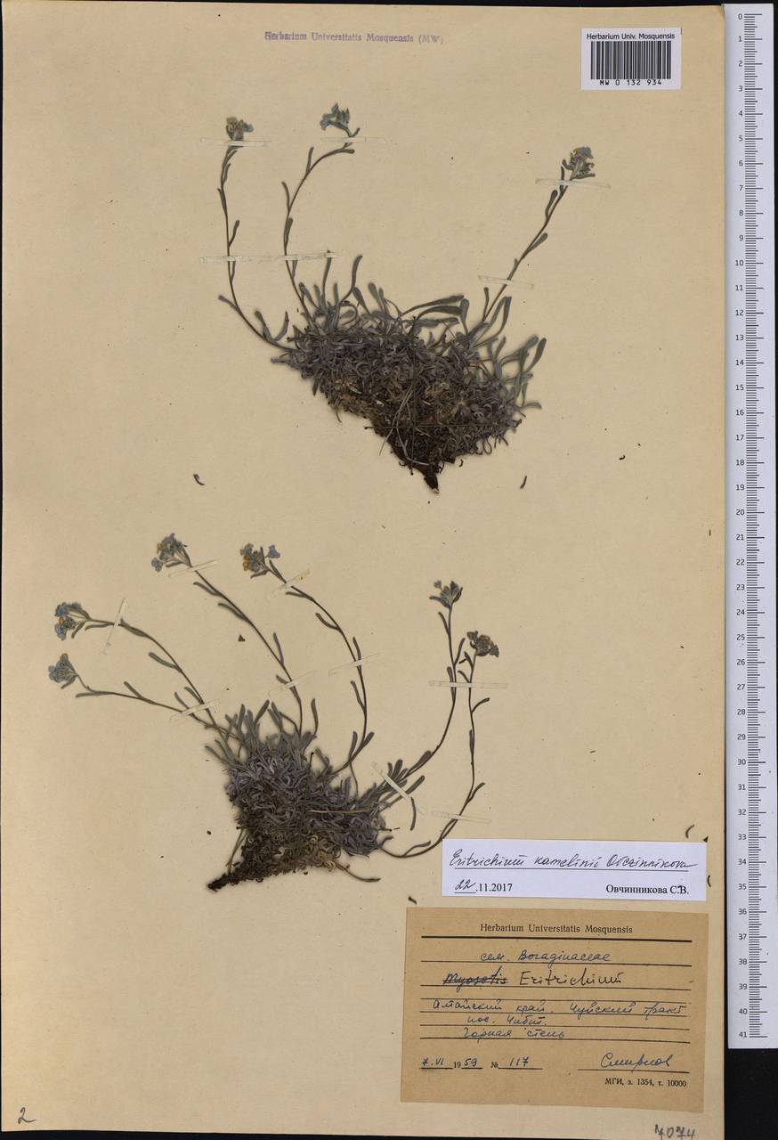 Eritrichium kamelinii Ovczinnikova, Сибирь, Алтай и Саяны (S2) (Россия)