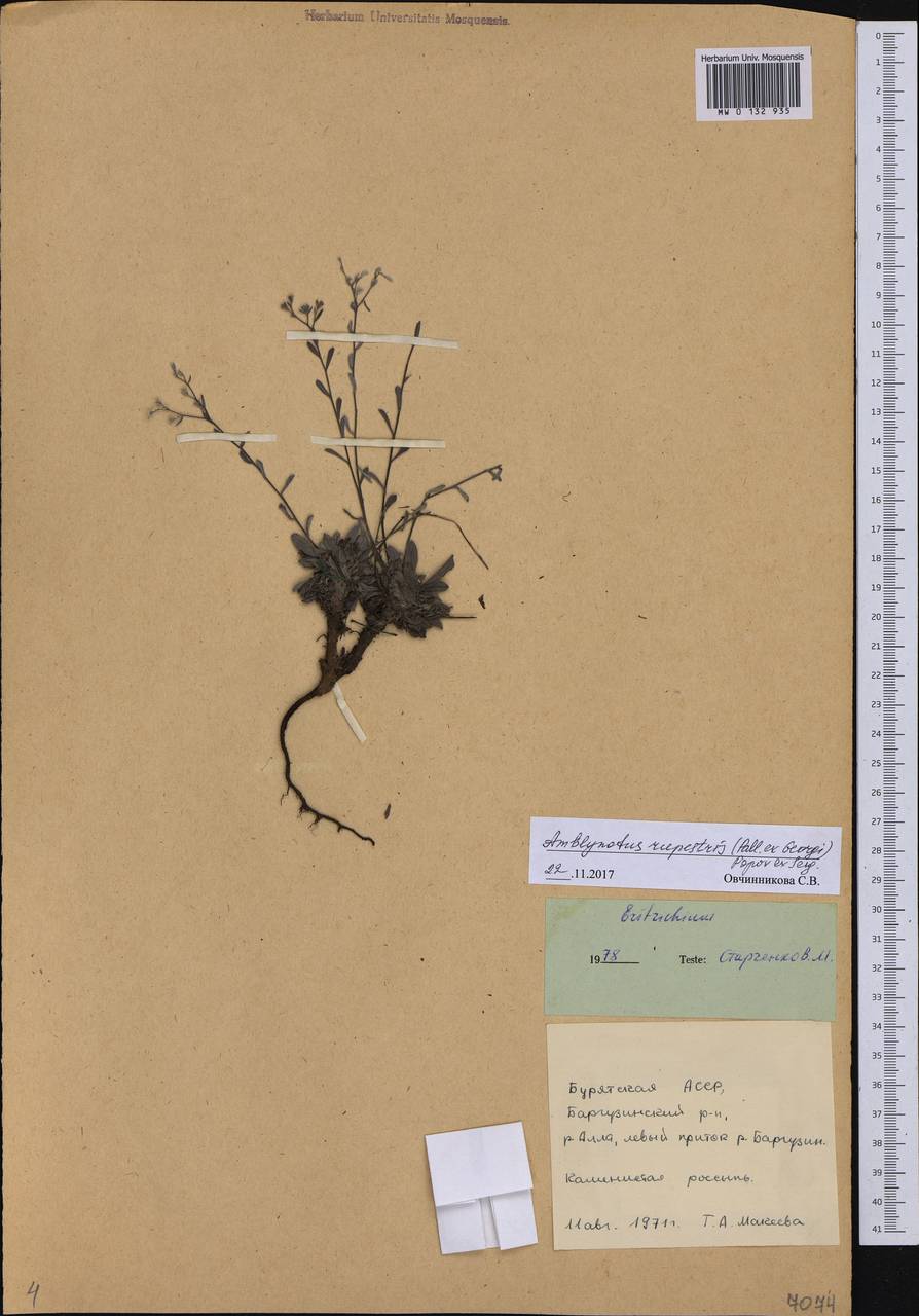 Eritrichium rupestre (Pall. ex Georgi) Bunge, Сибирь, Прибайкалье и Забайкалье (S4) (Россия)