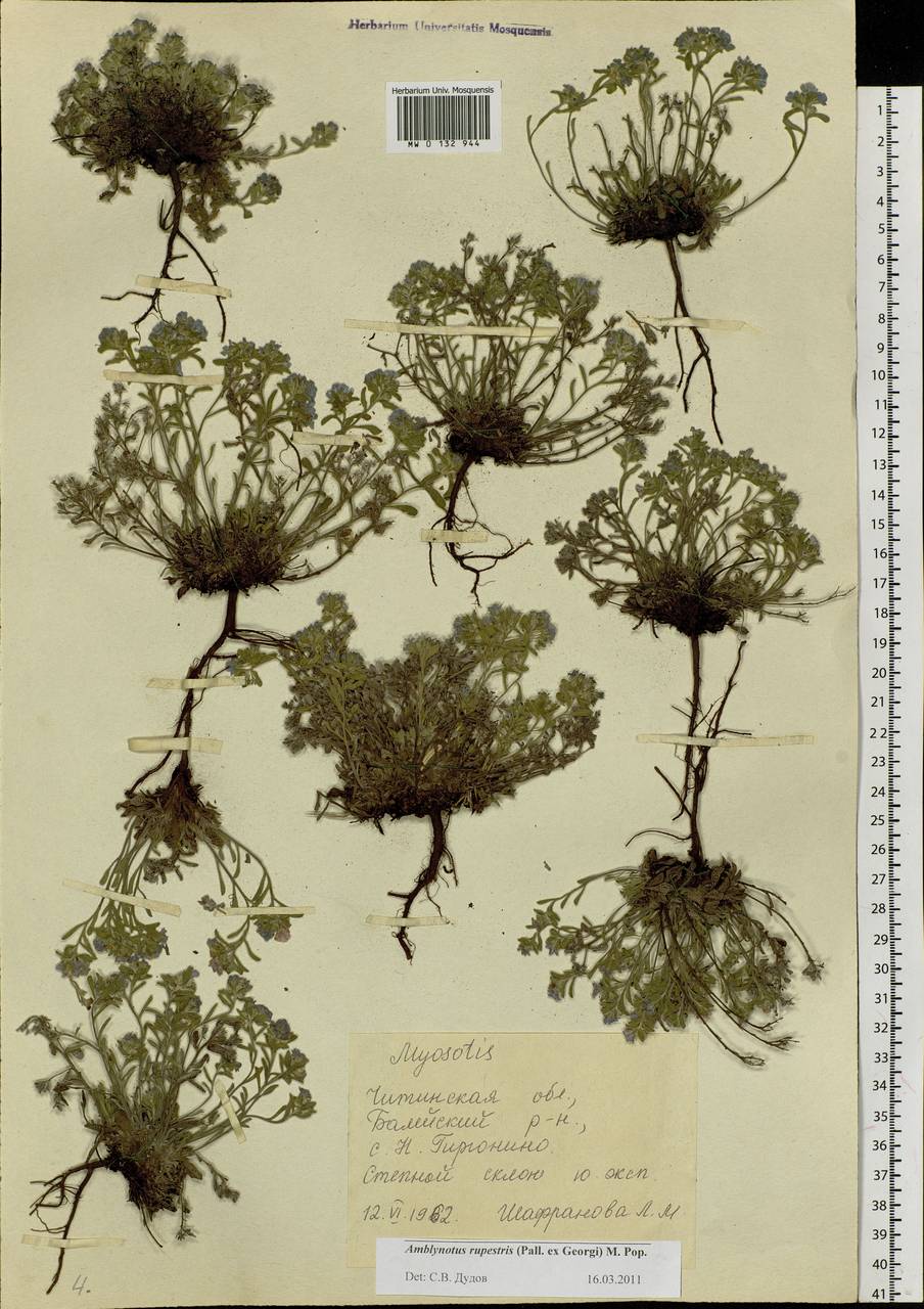 Eritrichium rupestre (Pall. ex Georgi) Bunge, Сибирь, Прибайкалье и Забайкалье (S4) (Россия)