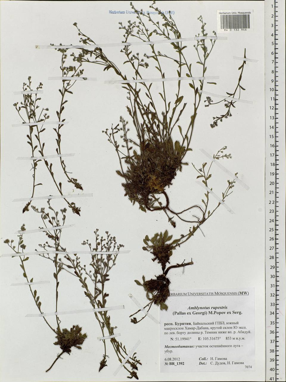 Eritrichium rupestre (Pall. ex Georgi) Bunge, Сибирь, Прибайкалье и Забайкалье (S4) (Россия)
