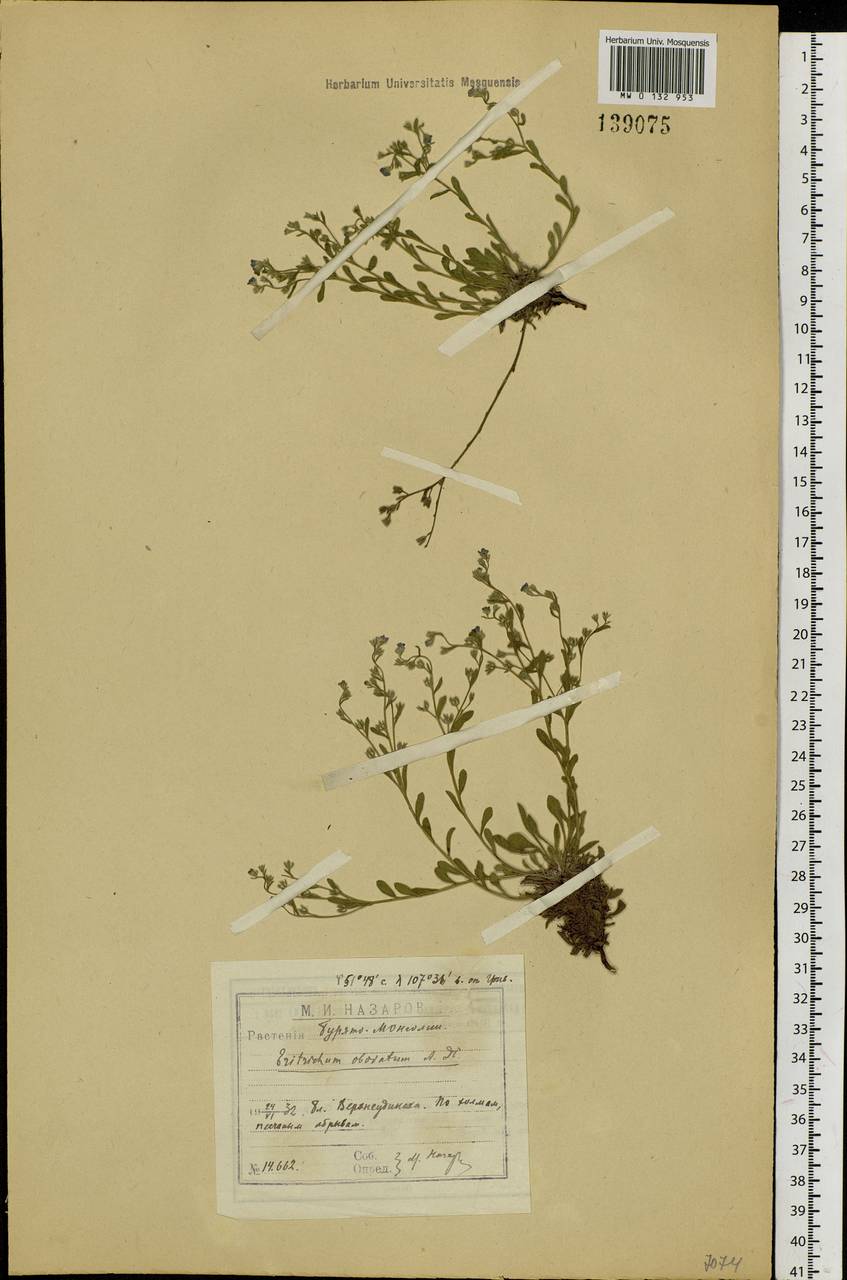 Eritrichium rupestre (Pall. ex Georgi) Bunge, Сибирь, Прибайкалье и Забайкалье (S4) (Россия)