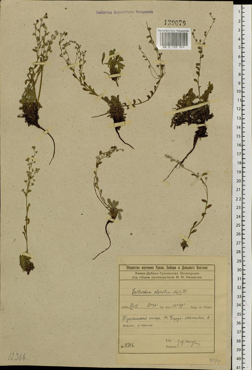 Eritrichium rupestre (Pall. ex Georgi) Bunge, Сибирь, Прибайкалье и Забайкалье (S4) (Россия)
