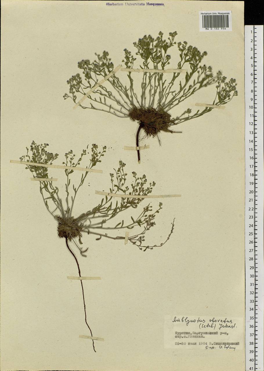 Eritrichium rupestre (Pall. ex Georgi) Bunge, Сибирь, Прибайкалье и Забайкалье (S4) (Россия)