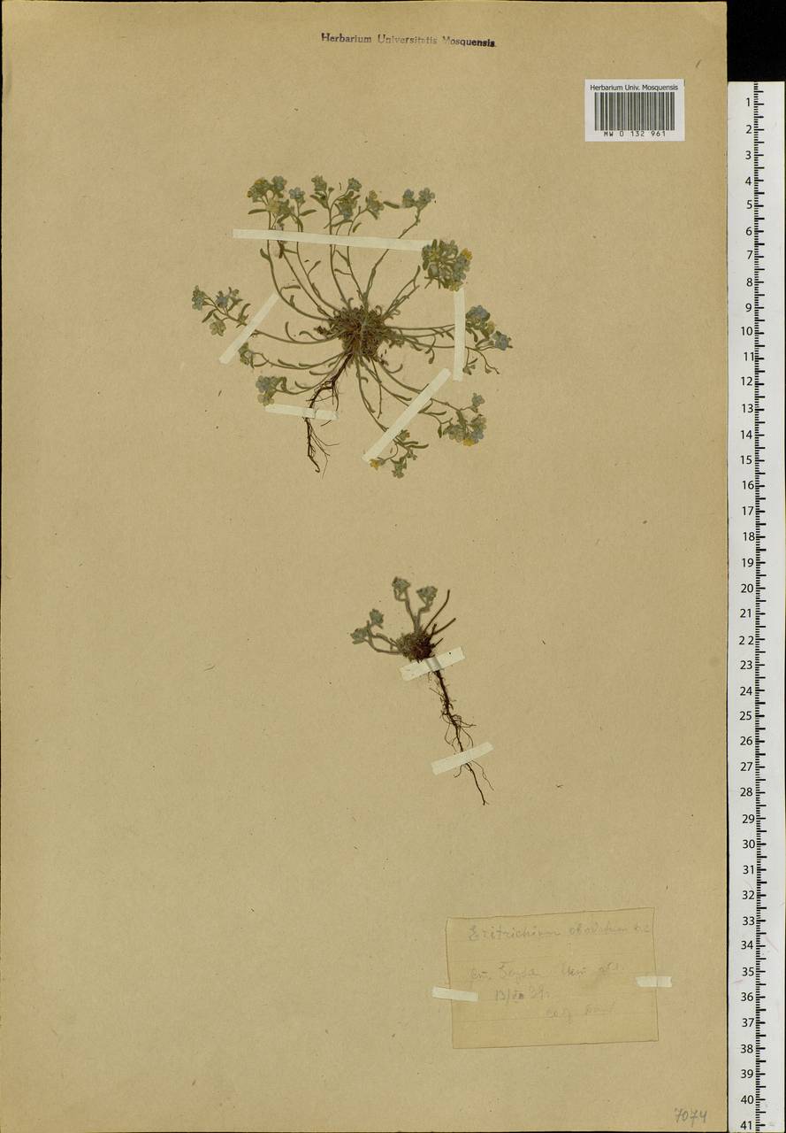Eritrichium rupestre (Georgi) Bunge, Сибирь, Прибайкалье и Забайкалье (S4) (Россия)