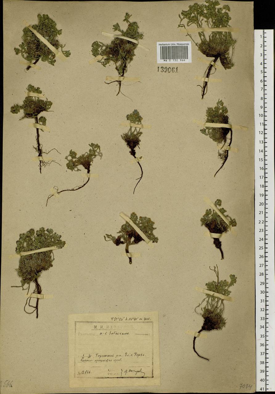 Eritrichium rupestre (Pall. ex Georgi) Bunge, Сибирь, Прибайкалье и Забайкалье (S4) (Россия)