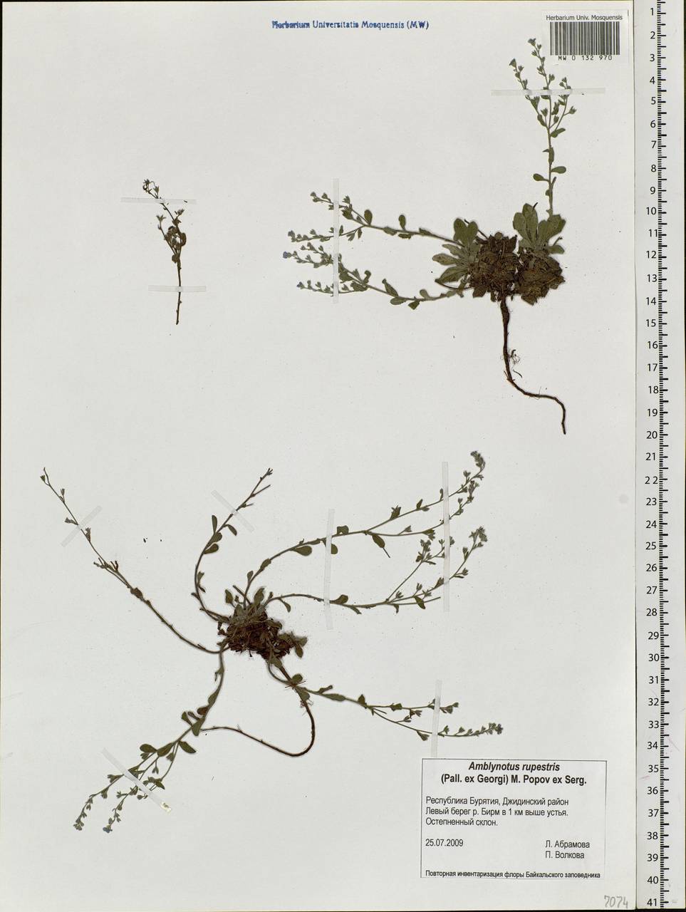Eritrichium rupestre (Pall. ex Georgi) Bunge, Сибирь, Прибайкалье и Забайкалье (S4) (Россия)