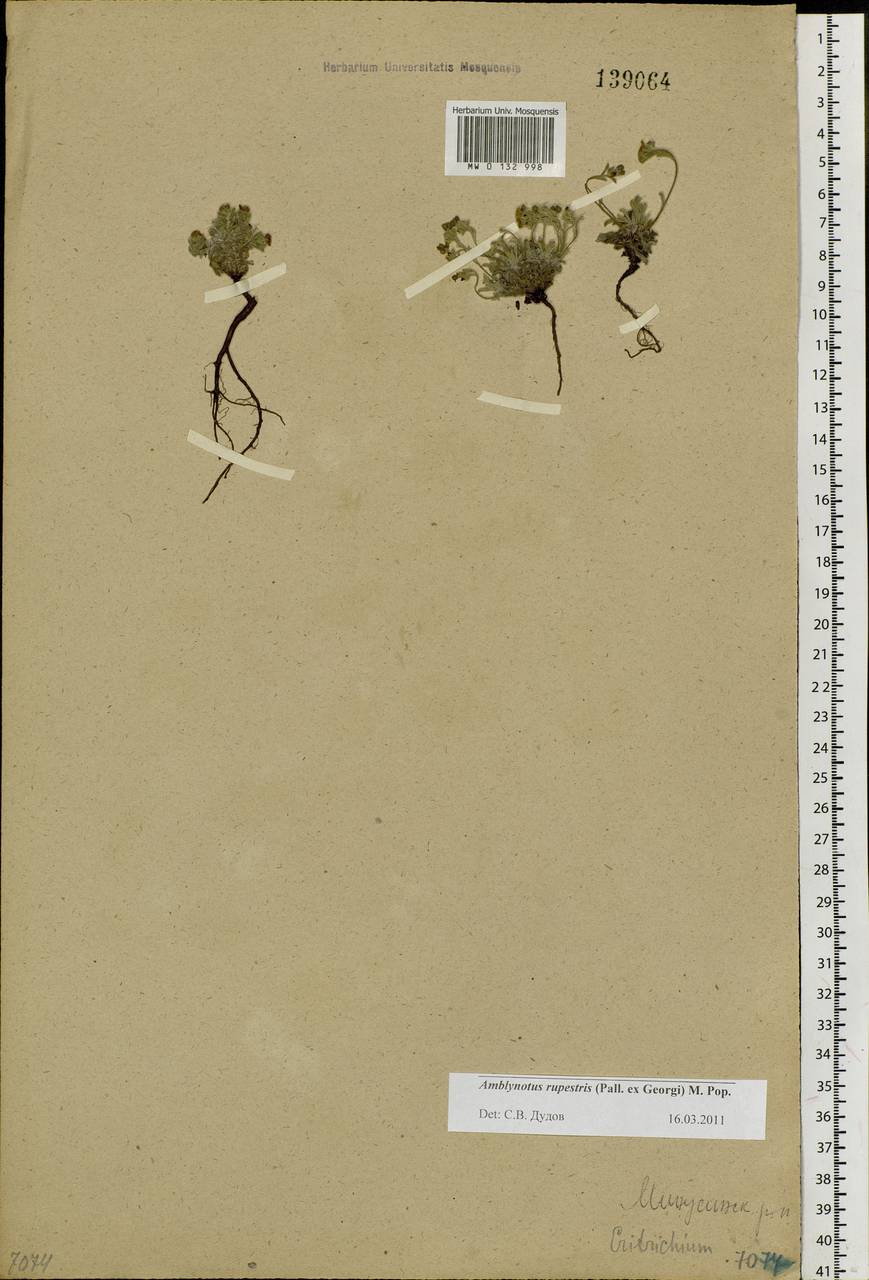 Eritrichium rupestre (Pall. ex Georgi) Bunge, Сибирь, Алтай и Саяны (S2) (Россия)