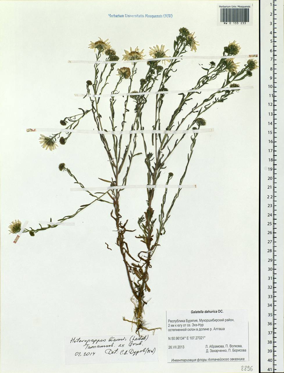 Гетеропаппус двулетний (Ledeb.) Tamamsch. ex Grubov, Сибирь, Прибайкалье и Забайкалье (S4) (Россия)