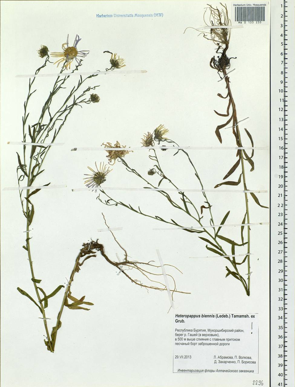 Гетеропаппус двулетний (Ledeb.) Tamamsch. ex Grubov, Сибирь, Прибайкалье и Забайкалье (S4) (Россия)