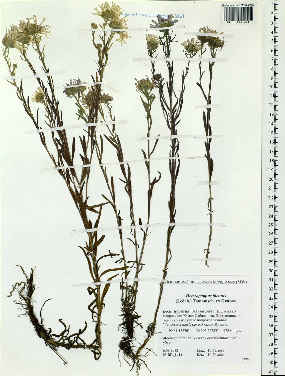 Гетеропаппус двулетний (Ledeb.) Tamamsch. ex Grubov, Сибирь, Прибайкалье и Забайкалье (S4) (Россия)