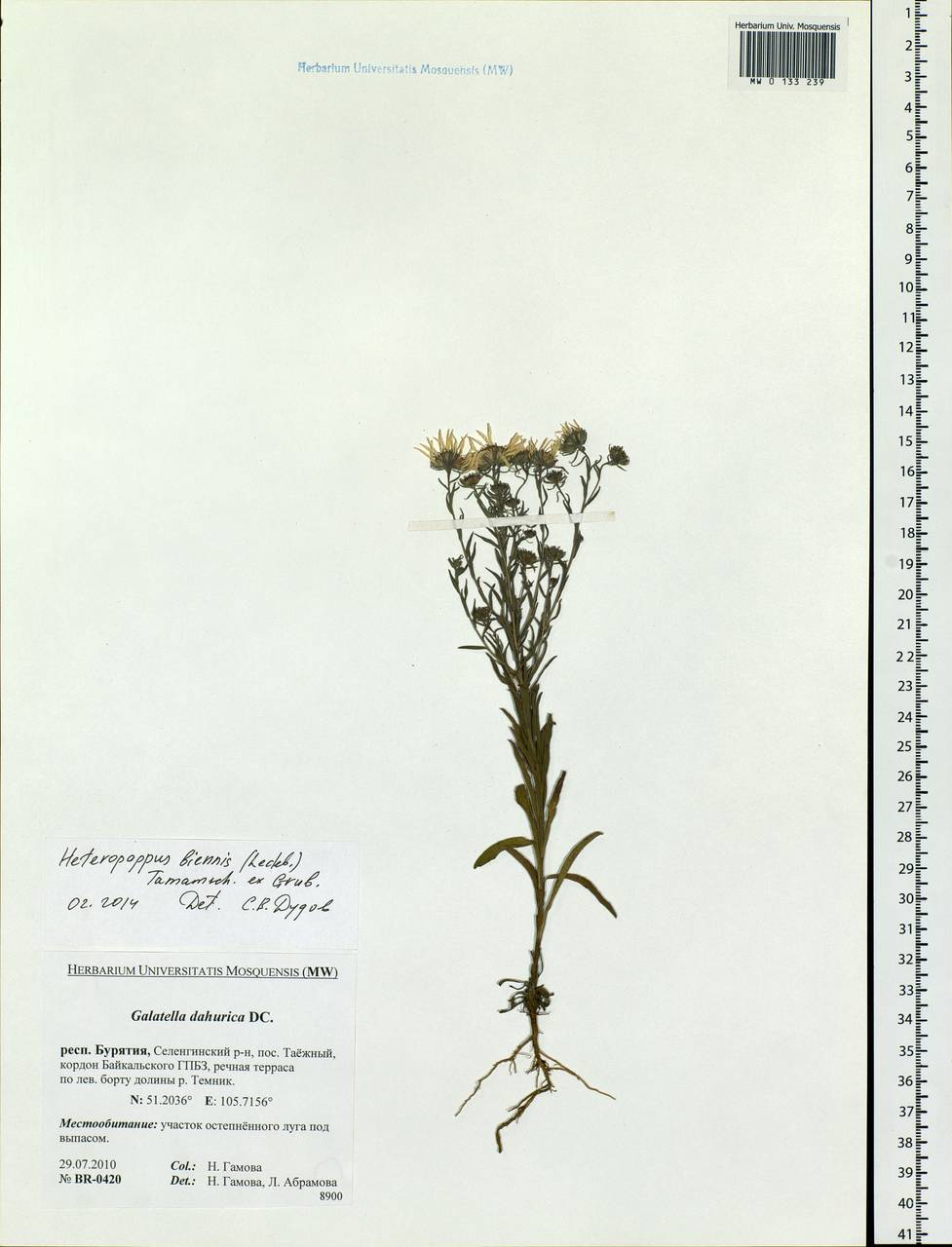 Гетеропаппус двулетний (Ledeb.) Tamamsch. ex Grubov, Сибирь, Прибайкалье и Забайкалье (S4) (Россия)
