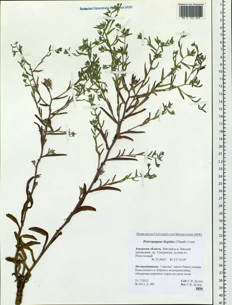 Гетеропаппус щетинистоволосистый (Thunb.) Less., Сибирь, Дальний Восток (S6) (Россия)