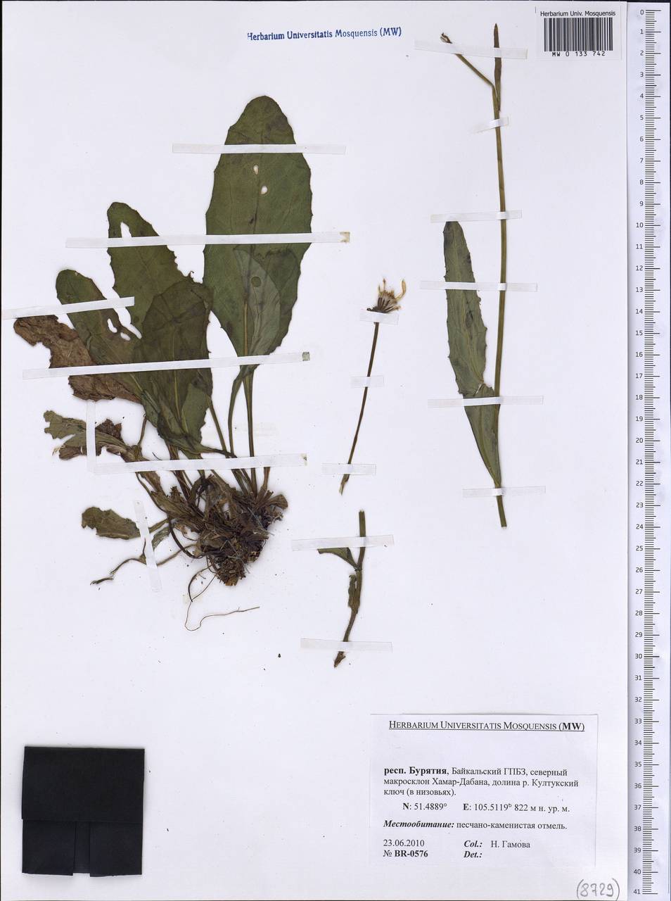 Asteraceae, Сибирь, Прибайкалье и Забайкалье (S4) (Россия)