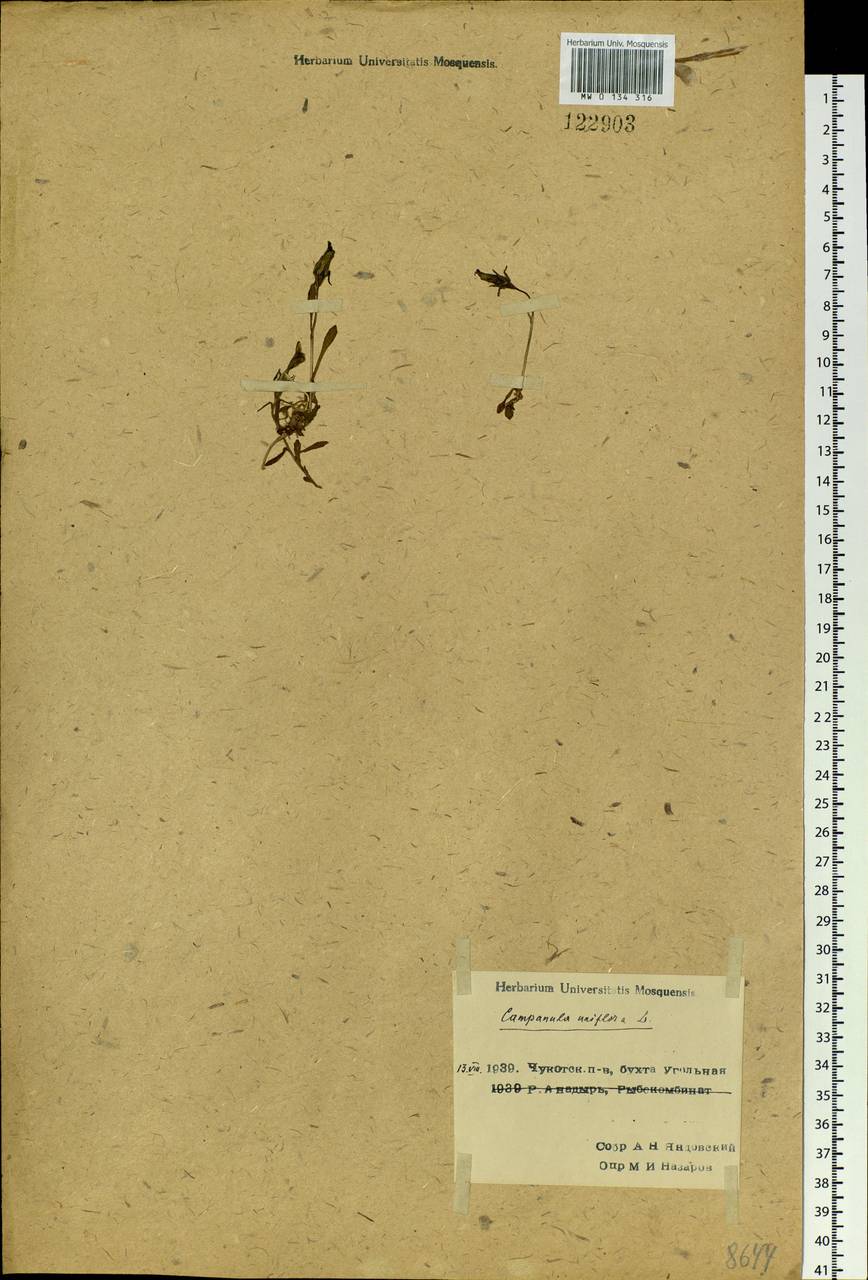 Melanocalyx uniflora (L.) Morin, Сибирь, Чукотка и Камчатка (S7) (Россия)