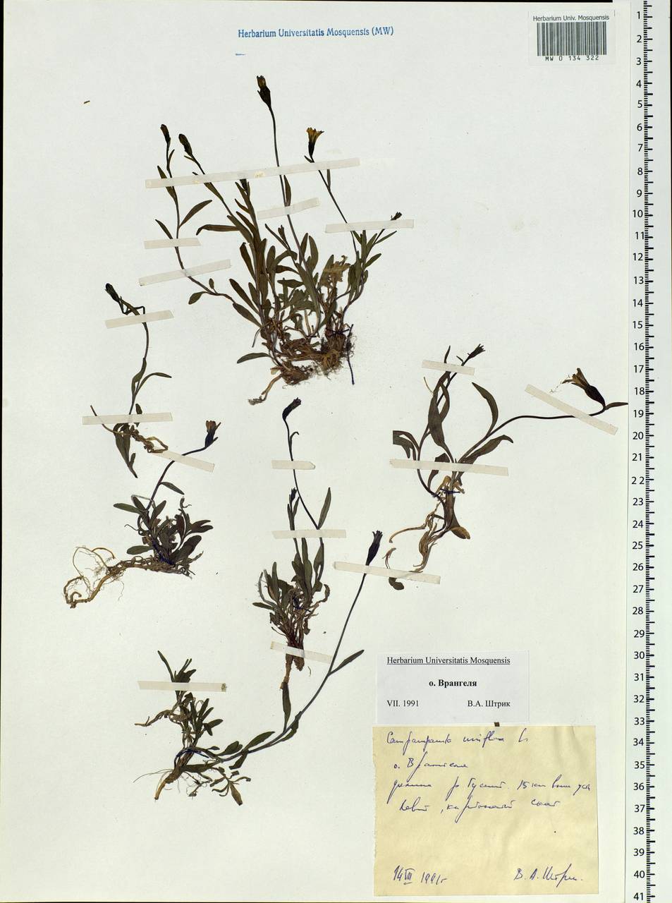 Melanocalyx uniflora (L.) Morin, Сибирь, Чукотка и Камчатка (S7) (Россия)