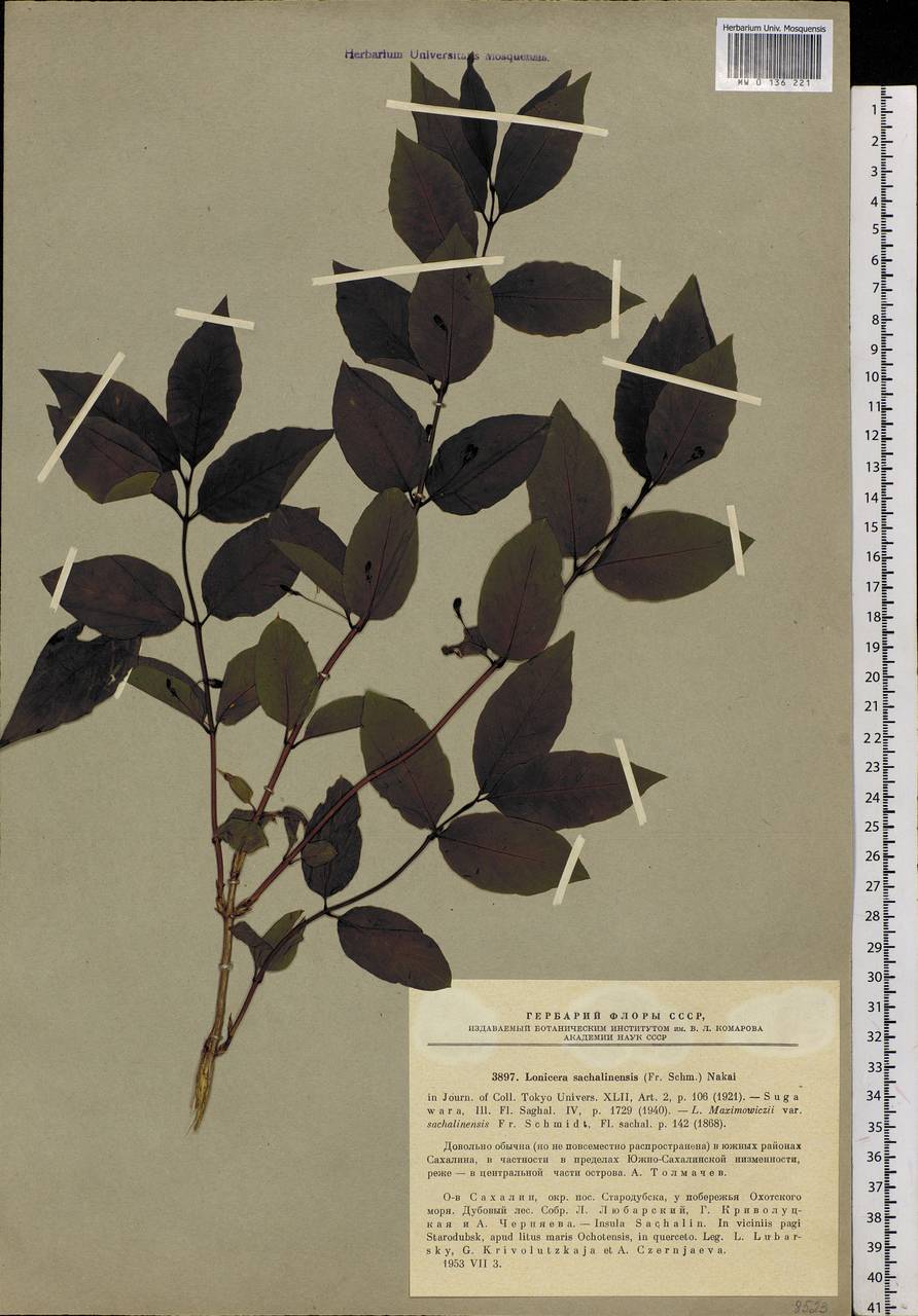 Lonicera maximowiczii var. sachalinensis F. Schmidt, Сибирь, Дальний Восток (S6) (Россия)