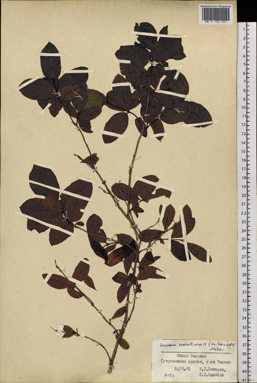 Lonicera maximowiczii var. sachalinensis F. Schmidt, Сибирь, Дальний Восток (S6) (Россия)