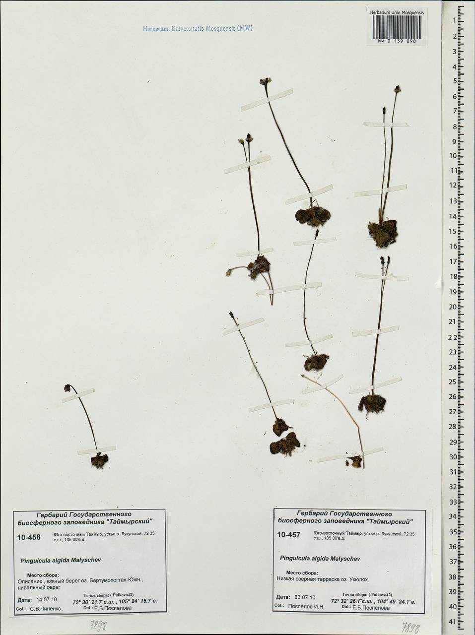 Жирянка холодолюбивая Malyschev, Сибирь, Центральная Сибирь (S3) (Россия)
