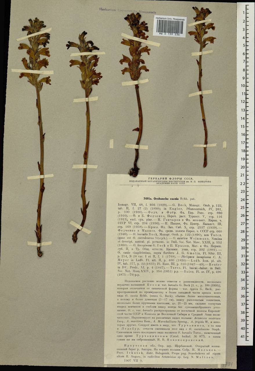Фелипанхе голубая (Rchb.) Soják, Сибирь, Прибайкалье и Забайкалье (S4) (Россия)
