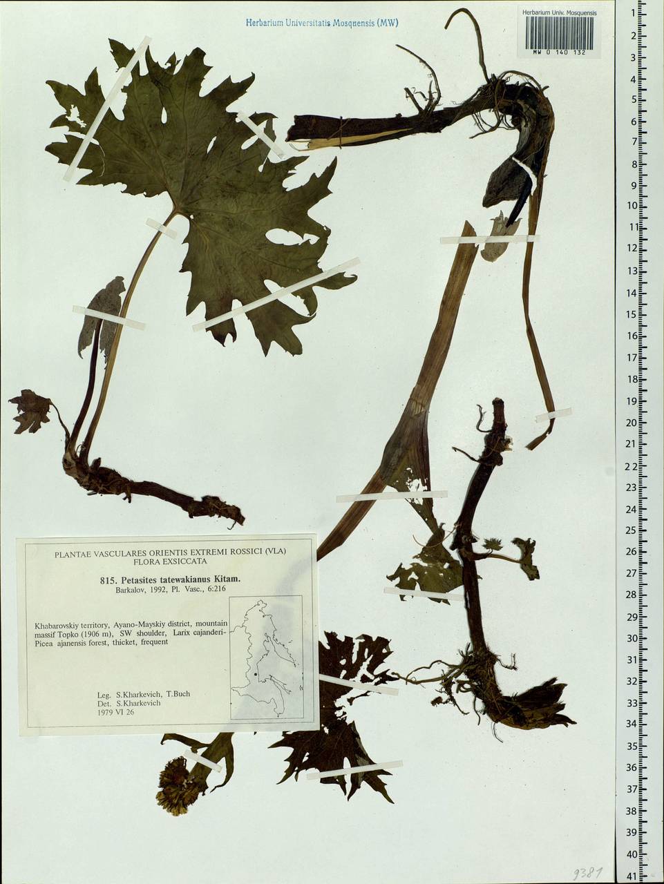 MW0140132, Petasites tatewakianus (Белокопытник Татеваки), specimen