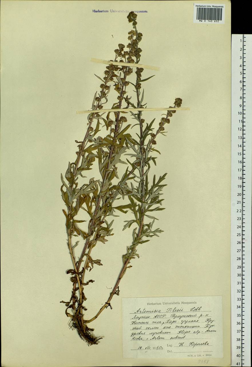 Artemisia vulgaris гербарий