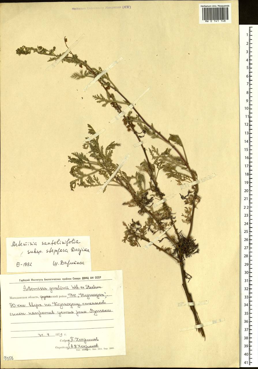 Artemisia stechmanniana Besser, Сибирь, Чукотка и Камчатка (S7) (Россия)
