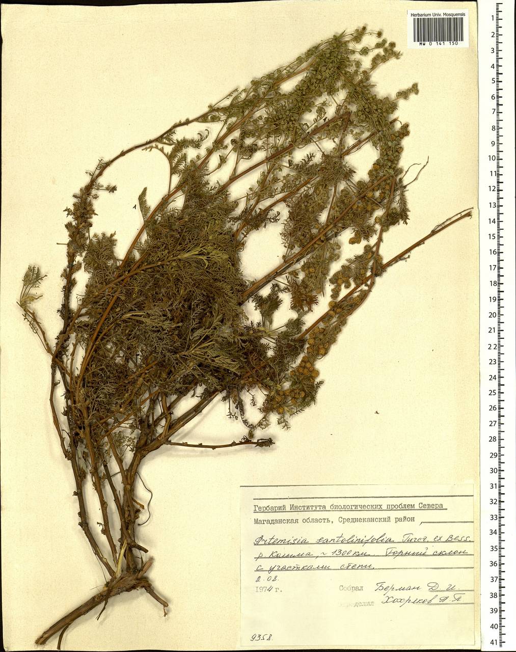 Artemisia stechmanniana Besser, Сибирь, Чукотка и Камчатка (S7) (Россия)