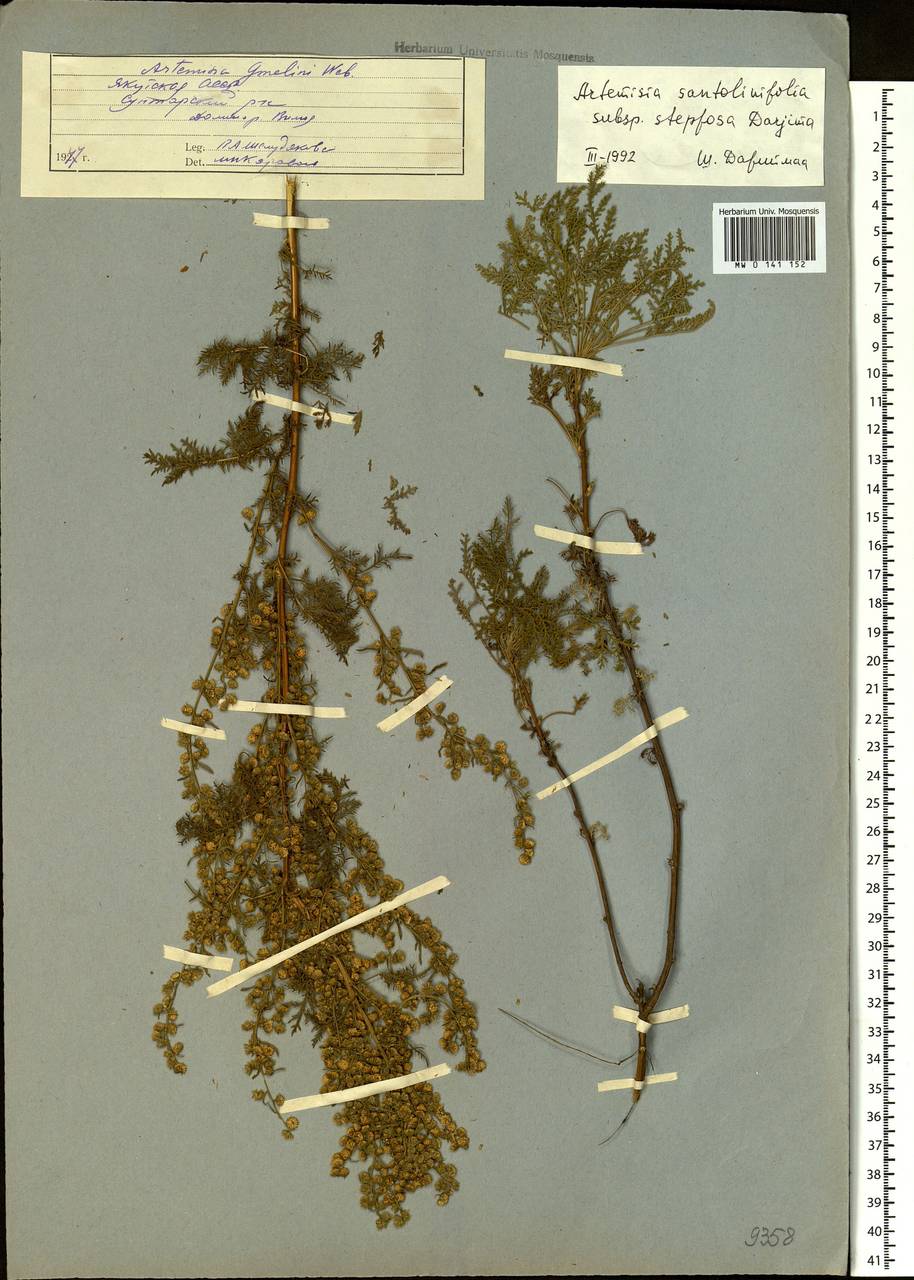 Artemisia stechmanniana Besser, Сибирь, Якутия (S5) (Россия)