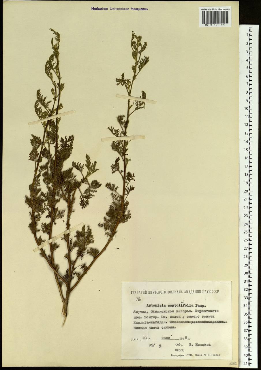Artemisia stechmanniana Besser, Сибирь, Якутия (S5) (Россия)