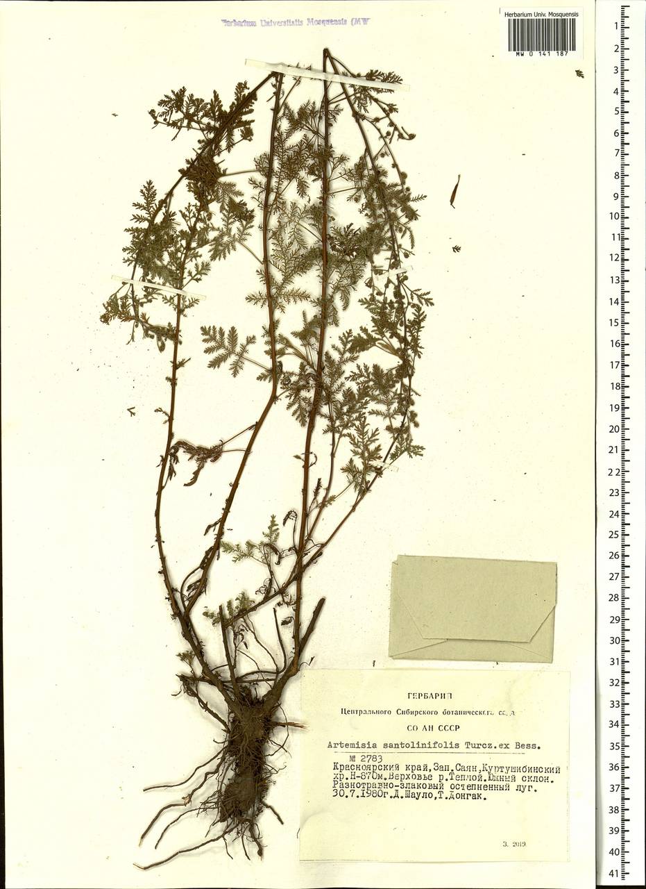 Artemisia stechmanniana Besser, Сибирь, Алтай и Саяны (S2) (Россия)