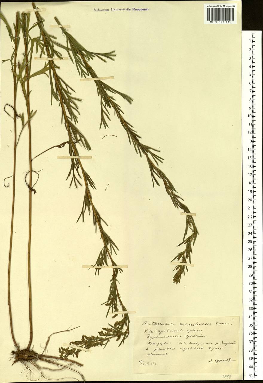 Полынь маньчжурская (Kom.) Kom., Сибирь, Дальний Восток (S6) (Россия)
