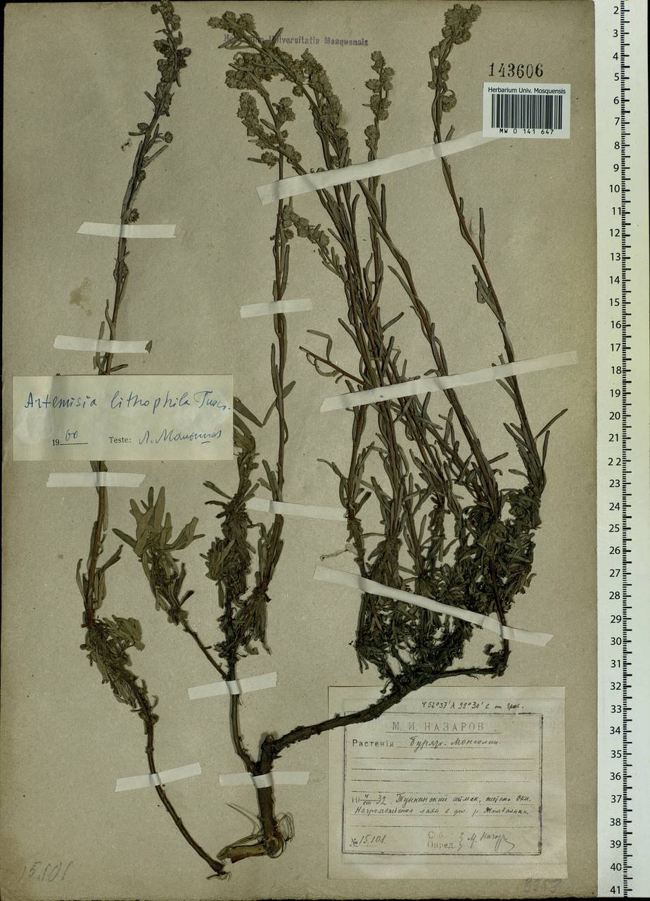 Artemisia lagocephala var. lithophila (Turcz. ex DC.) Y. R. Ling, Сибирь, Прибайкалье и Забайкалье (S4) (Россия)