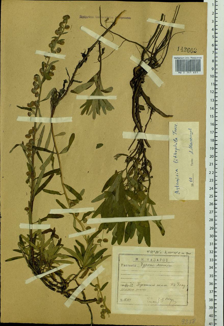 Artemisia lagocephala var. lithophila (Turcz. ex DC.) Y. R. Ling, Сибирь, Прибайкалье и Забайкалье (S4) (Россия)