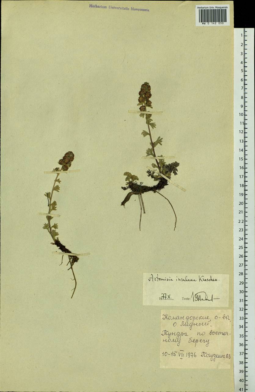 Artemisia furcata subsp. insulana (Krasch.) Vorosch., Сибирь, Чукотка и Камчатка (S7) (Россия)