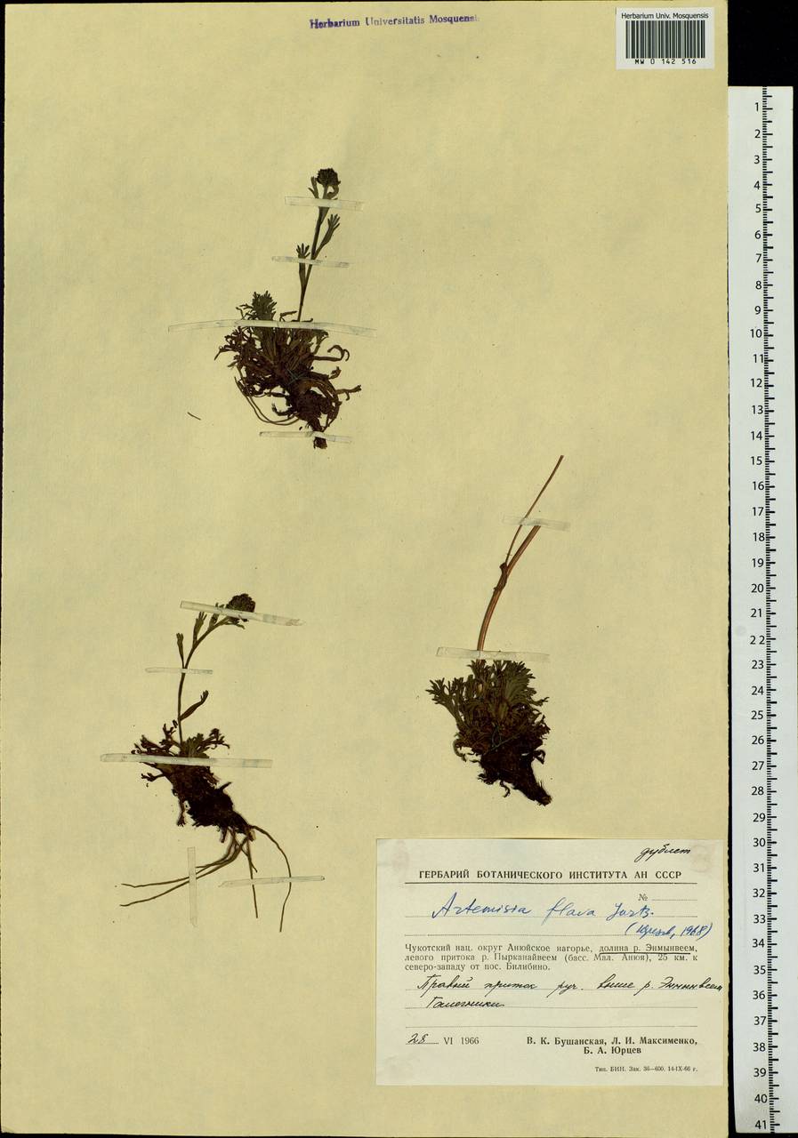 Artemisia globularia subsp. lutea (Hultén) L. M. Shultz, Сибирь, Чукотка и Камчатка (S7) (Россия)
