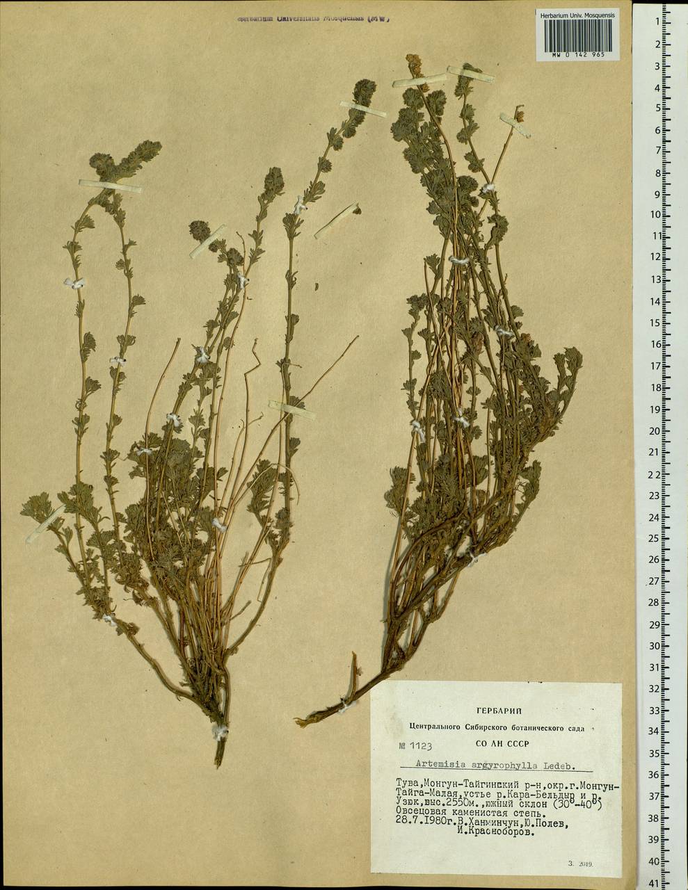 Полынь серебролистная Ledeb., Сибирь, Алтай и Саяны (S2) (Россия)