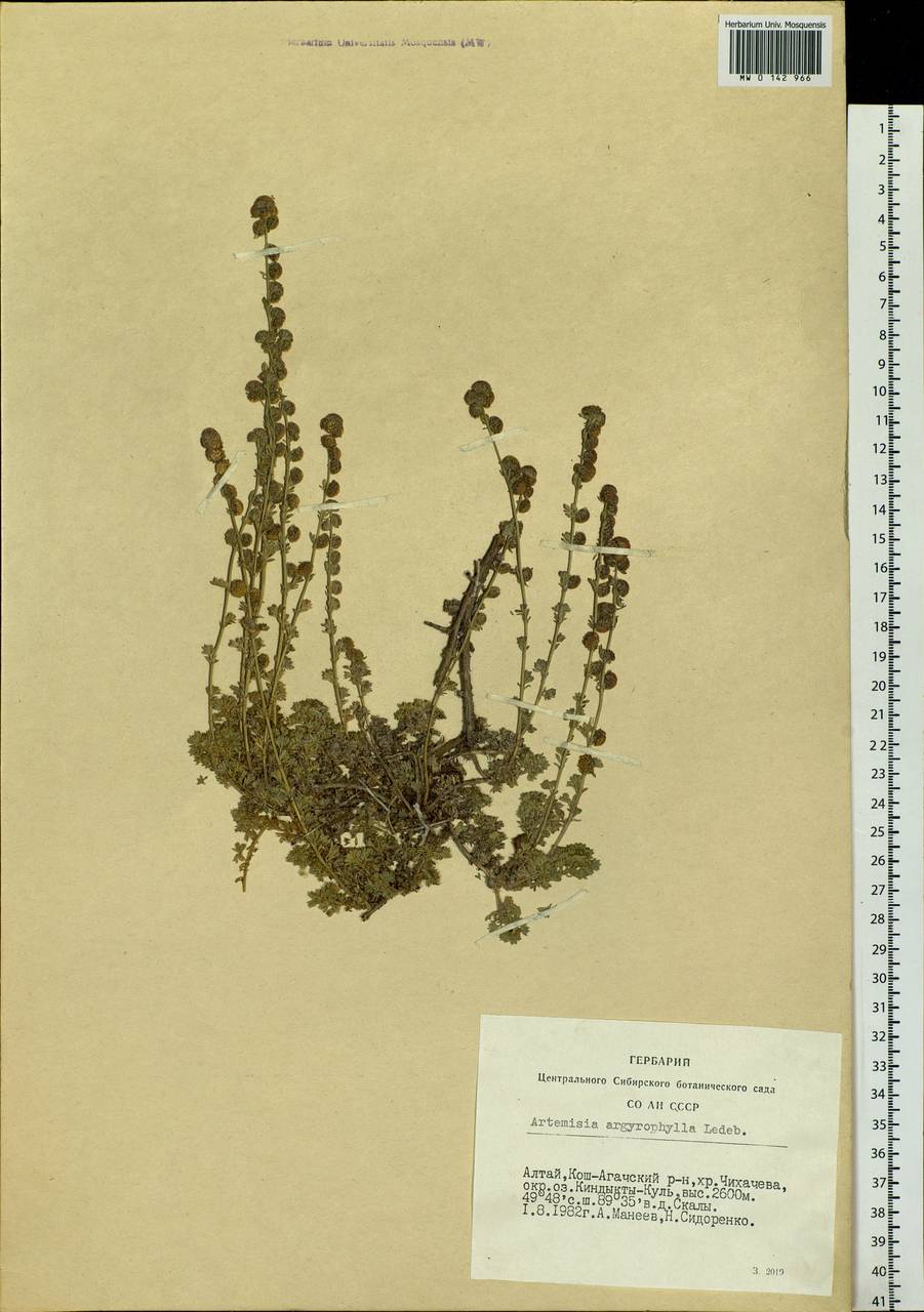 Полынь серебролистная Ledeb., Сибирь, Алтай и Саяны (S2) (Россия)