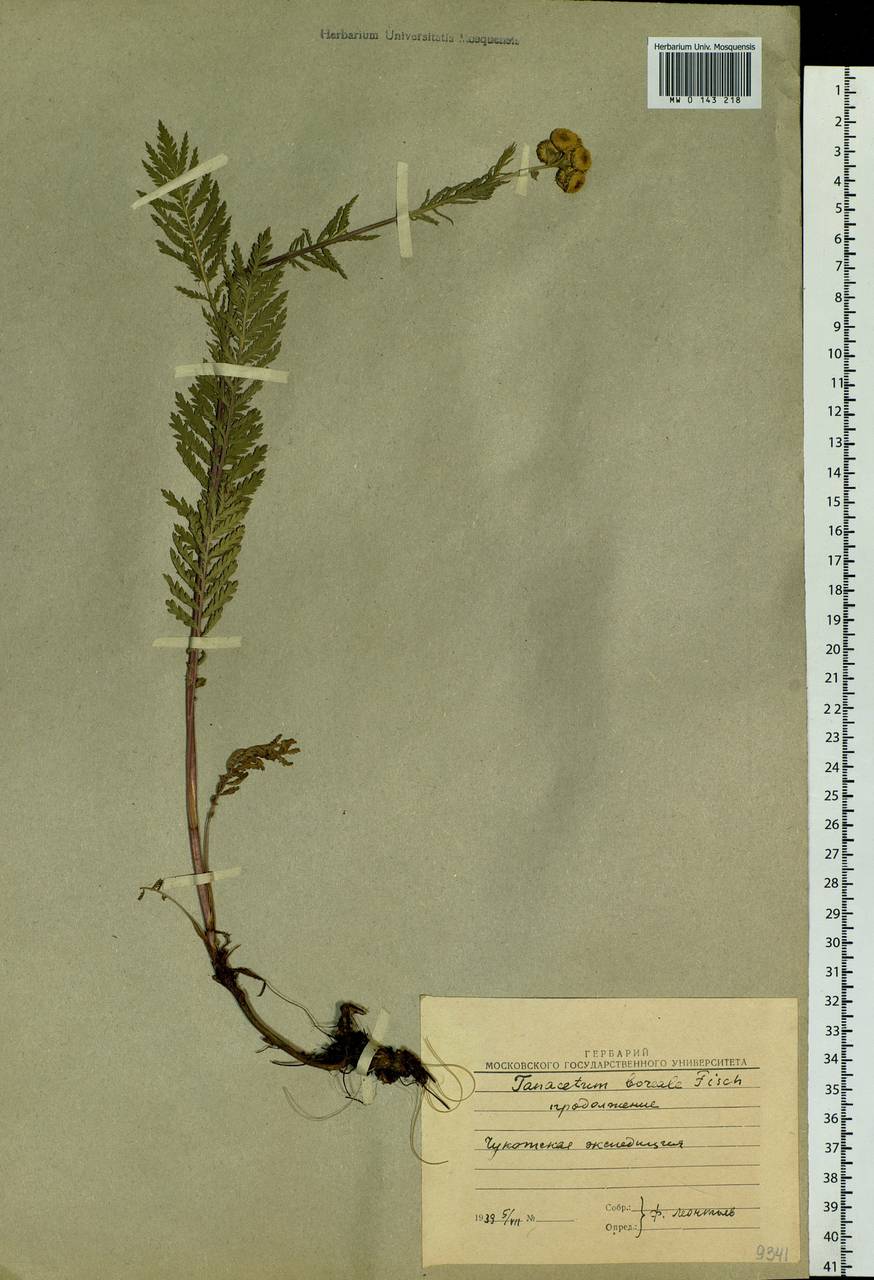 Tanacetum vulgare subsp. vulgare, Сибирь, Якутия (S5) (Россия)