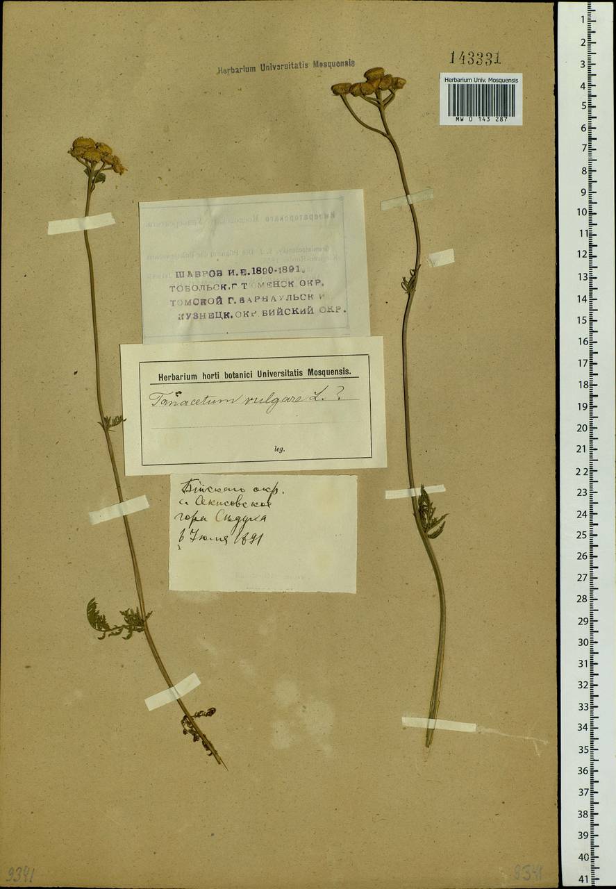 Tanacetum vulgare subsp. vulgare, Сибирь, Западный (Казахстанский) Алтай (S2a) (Казахстан)