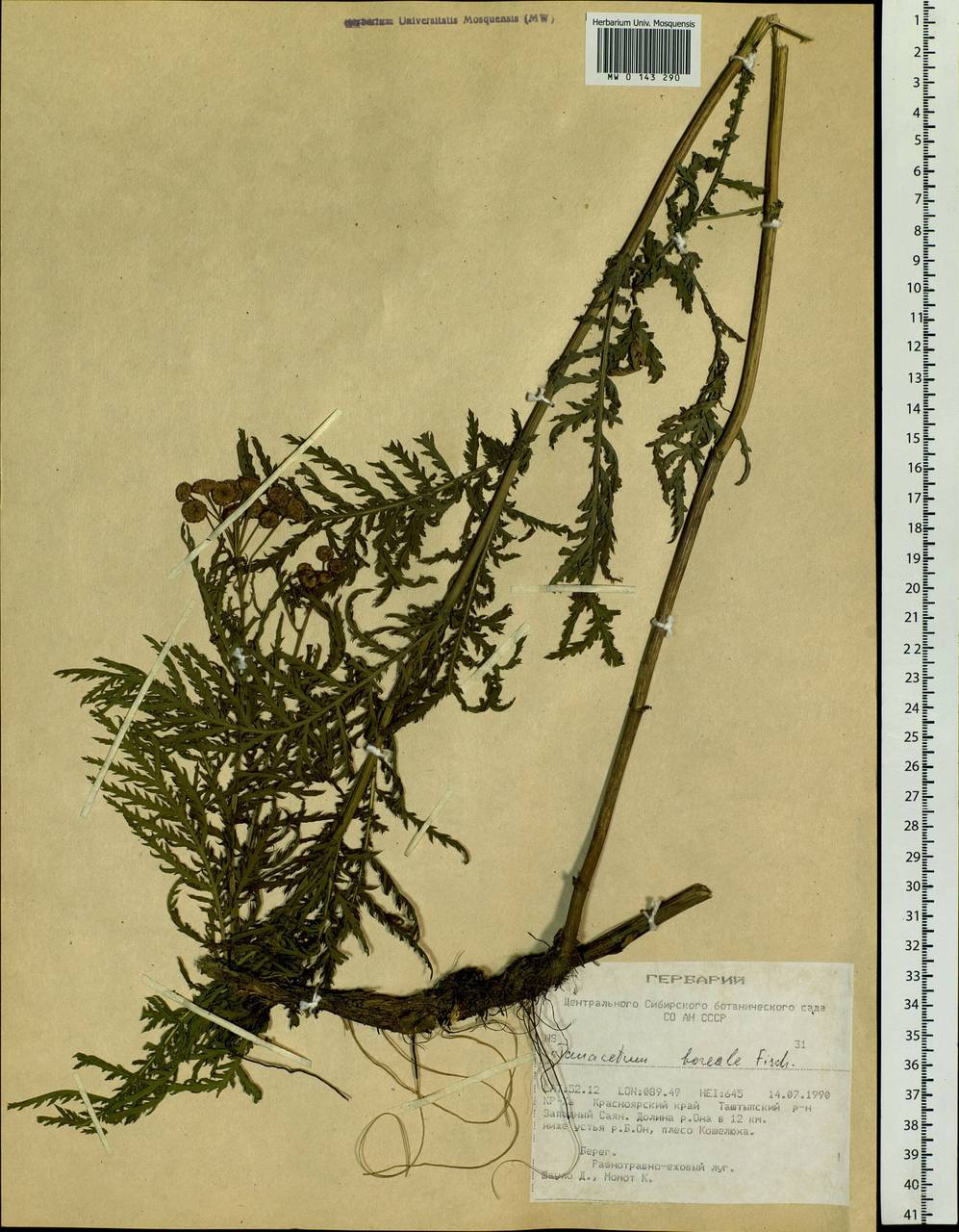 Tanacetum vulgare subsp. vulgare, Сибирь, Алтай и Саяны (S2) (Россия)