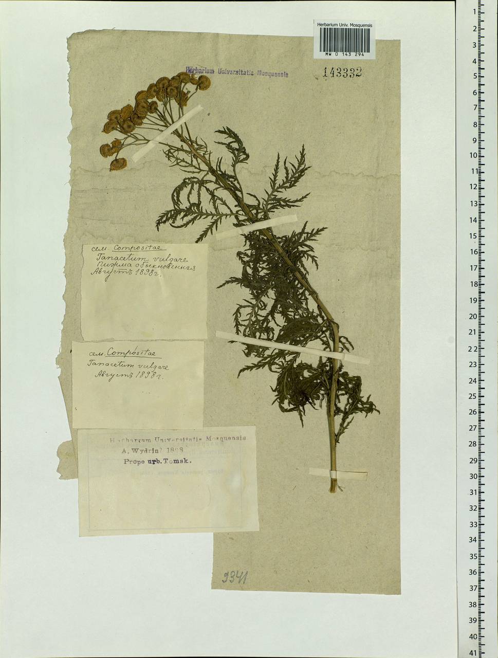 Tanacetum vulgare subsp. vulgare, Сибирь, Западная Сибирь (S1) (Россия)