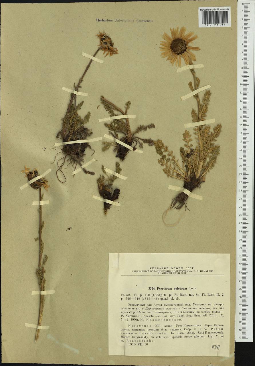 Tanacetum pulchellum Sch. Bip., Сибирь, Западный (Казахстанский) Алтай (S2a) (Казахстан)