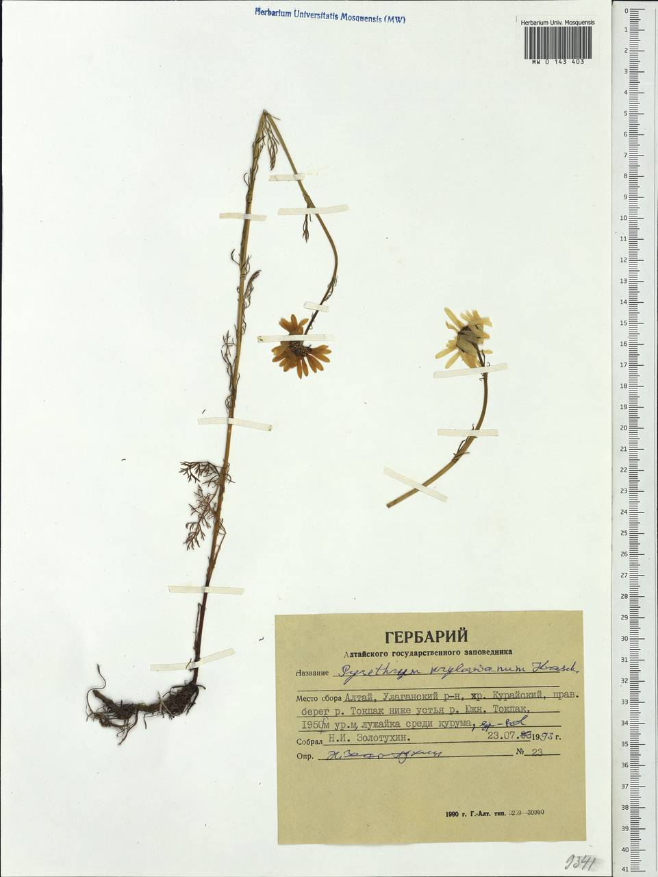 Поповник Крылова Krasch., Сибирь, Алтай и Саяны (S2) (Россия)