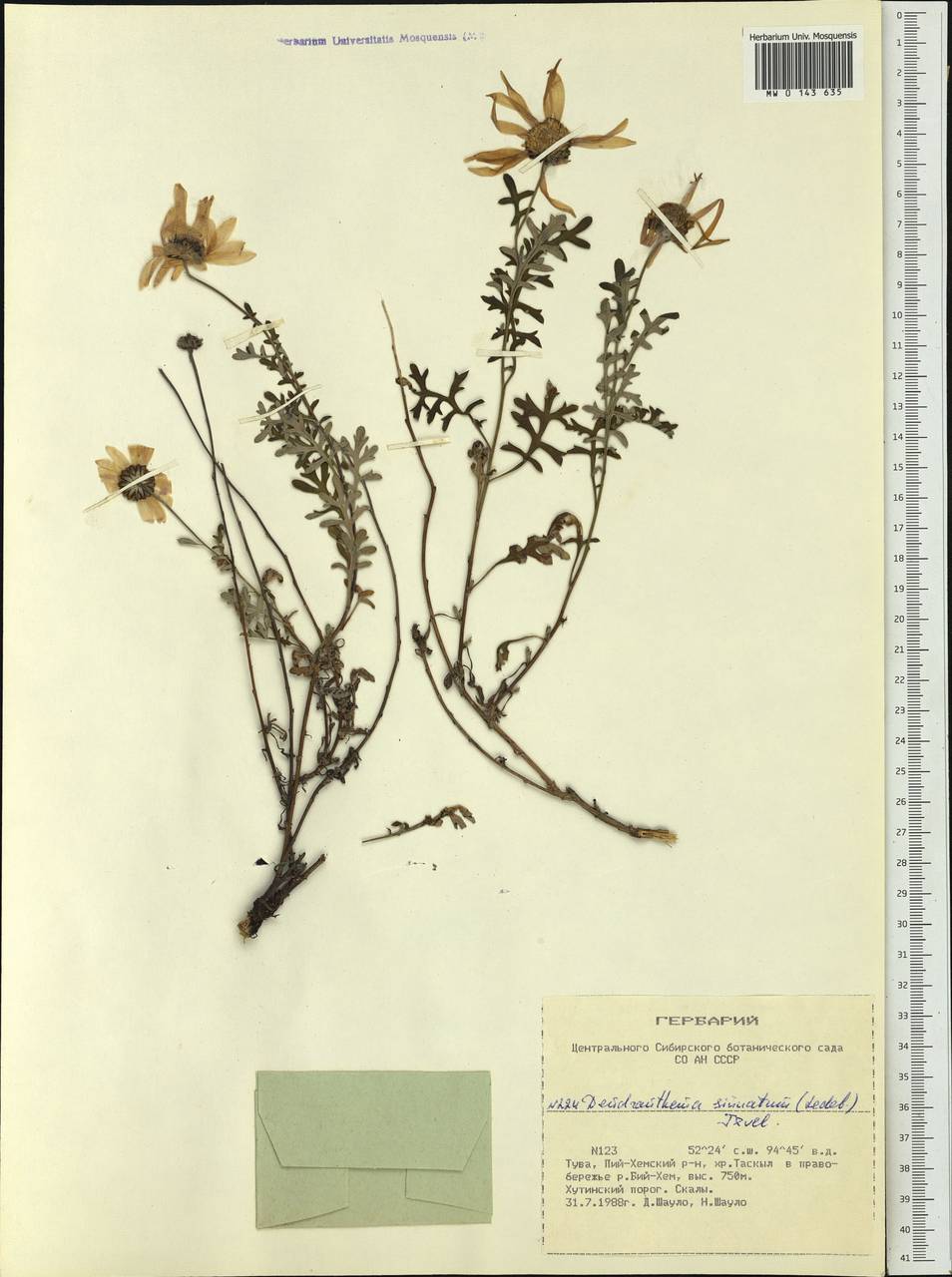 Chrysanthemum sinuatum Ledeb., Сибирь, Алтай и Саяны (S2) (Россия)