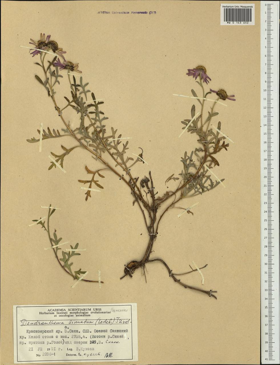 Chrysanthemum sinuatum Ledeb., Сибирь, Алтай и Саяны (S2) (Россия)