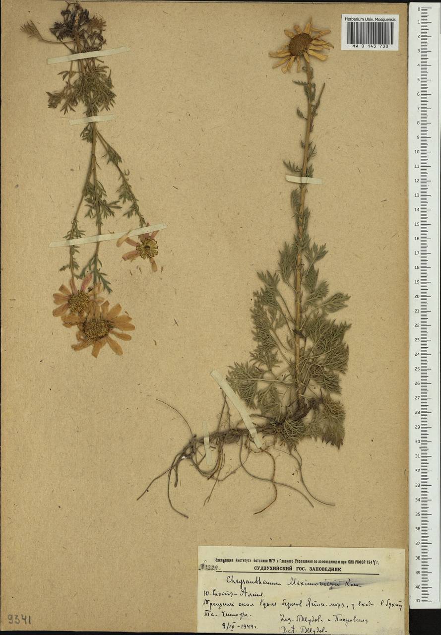 Chrysanthemum maximowiczii Komar, Сибирь, Дальний Восток (S6) (Россия)