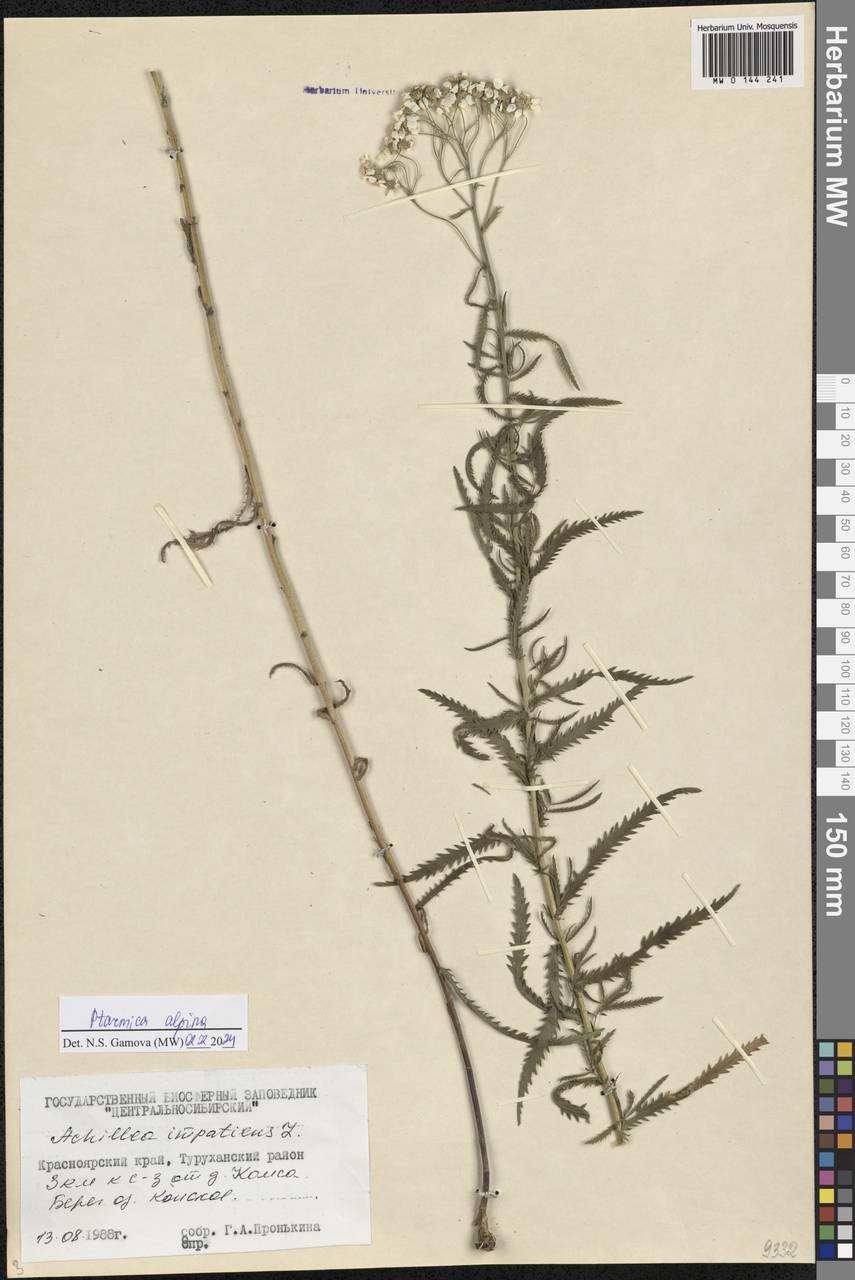 Achillea alpina subsp. alpina, Сибирь, Центральная Сибирь (S3) (Россия)